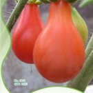 1 25 / Red 'Pear' Small Heirloom Tasty Original Pack, Seeds Seeds, Vege...