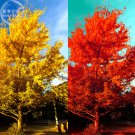 Rare Euro Yellow African Red Mixed Tree 5 / Very Beautiful Ginkgo Gi...