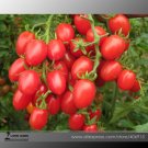 Tao' Bunches of Pink Red Cherry Professional 100 / Fruit 'Feng Seeds, Pack, S...