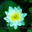 1 Professional / Nelumbo Nucifera Dark Blue Lotus New Variety Pack, seed