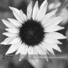Italian White Professional 20 / in or the Seeds, Pack, Seeds Great arra...