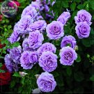 'Pu bu' Purple Blooms Rose Professional 50 compact Big Climbing Seeds, Pack, ...