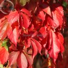 Parthenocissus Quinquefolia Creeper, 20 brilliant autumn color Virginia Seeds,