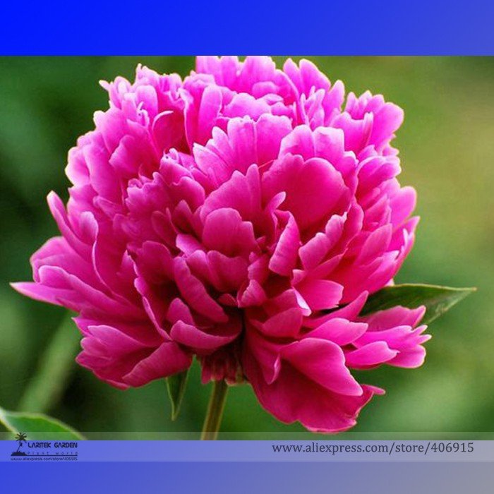 Rare Lou Fei Cui' Red Peony Professional 5 / 'Hong Seedling Seeds, Pack, Seed...