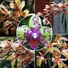 Rare Purple Bonsai Orchid 100 new style attractive butterfly up your Green se...