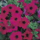 'Zixia' Purple Petunia Hybrid 200 professional a must for baskets Hanging See...