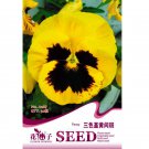 Viola Tricolor Yellow Pansy with Black Spot Perennial 30 Seeds, Original Pack...
