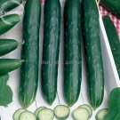 Early Burpless Hybrid Cucumber, 50 a choice for the Spring seeds, good space-...