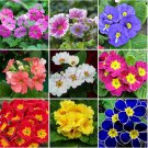 Mixed 9 Types of Primrose, 30 bonsai beautiful scabish Evening seeds,