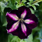 Petunia Heirloom by ourselves, 200 bonsai home hardy all SeedsHarves...