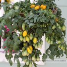 Pearl Drops F1 Professional 100 / Quantities on in Baskets Seeds, Pack, Seeds...