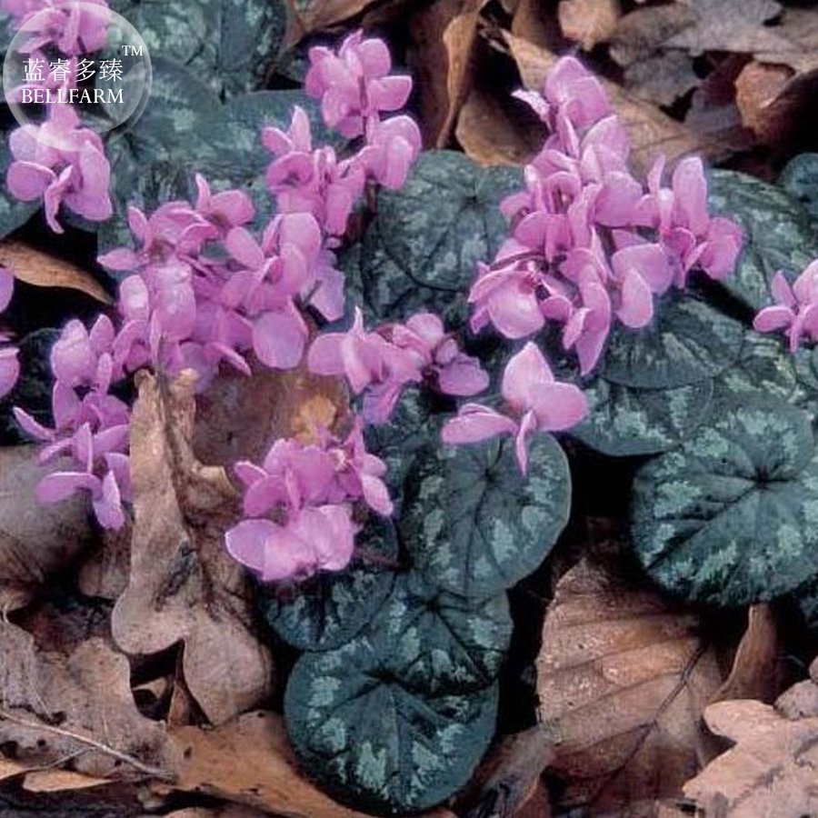 Purple Cyclamen Coum professional 6 compact Seeds, pack, big