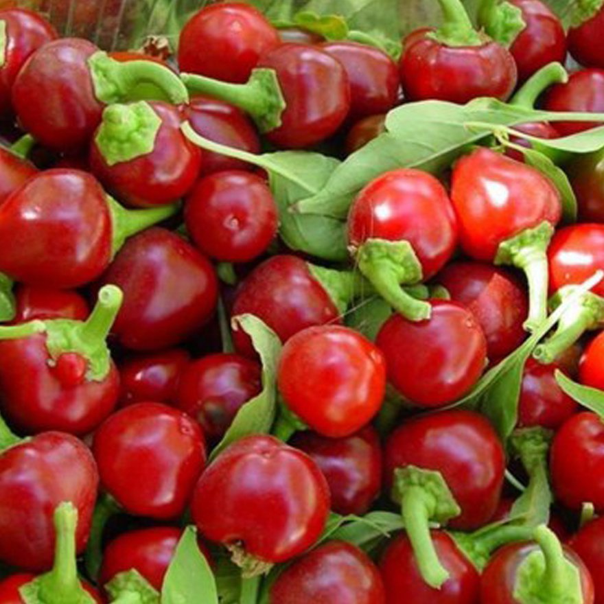 Cherry Bomb Red Hot Chile ( Capsicum annuum ) Seeds 20pcs