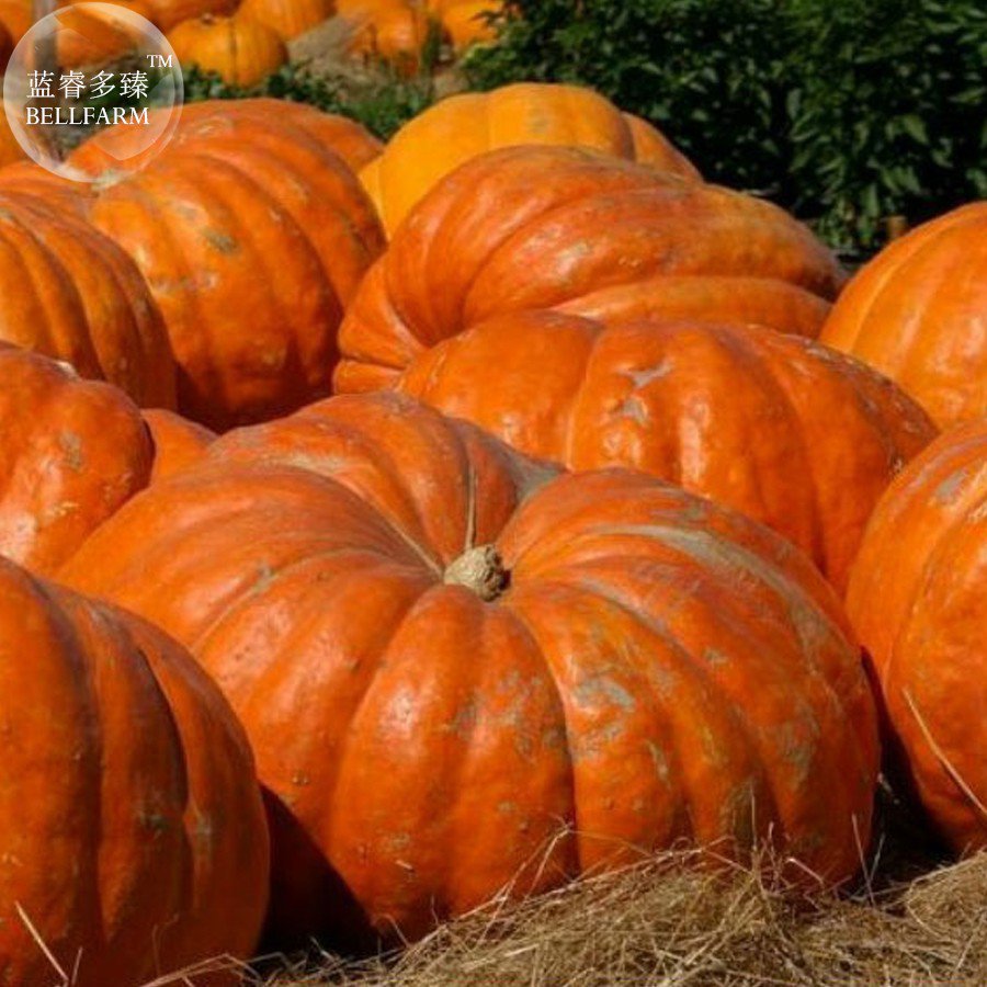 Rare Pumpkin Giant Seeds