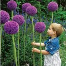 Allium Purple DIY 20pcs Giganteum Seeds Garden