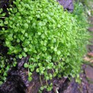 Mentha Requienii Bonsai 50PCS Seeds Grass