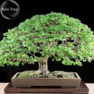 Rare Outdoor Sybian Rain Silk Tree, 10 albizzia julibrissin only for Seeds,