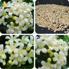 2018 New Murraya Paniculata Jessamine 5 satinwood lakeview jasmine white Oran...