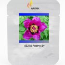 Heirloom 'Zi Die Dark Purple with Black Spot Peony Professional 5 / Ying Feng...