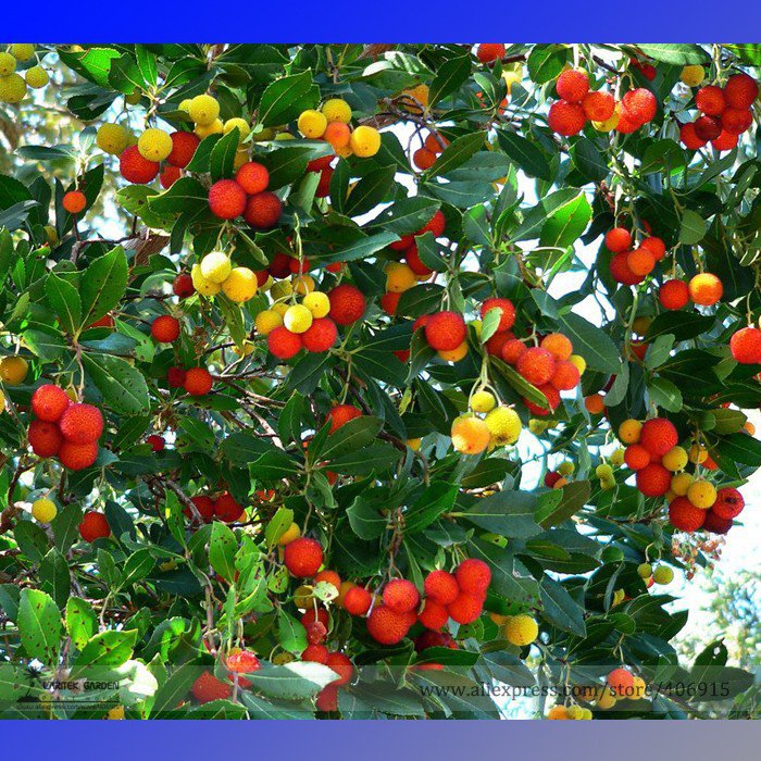 Madrone Killarney Waxberry Tree Arbutus Unedo Professional 5 / Sweet Fruit Bo...