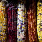 Heirloom Colorful Hybrid Corn, 20 edible Seeds, non-gmo vegetables