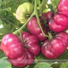 Purple Calabash Professional 100 / A Beautiful Odd Shaped Tastes Delicious Se...