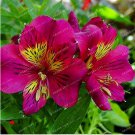 100 Alstroemeria Peruvian Lily Inca Bandit Seeds