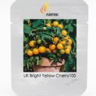 UK Yellow Round Cherry Professional 100 / Tasty Juicy Sweet Fruit Organic Bri...