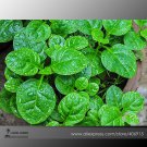 Heirloom Malabar Spinach Professional 50 / Green Vegetable Seeds, Pack, Seeds...