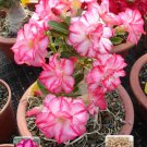 1 Professional 2 / Rosy Adenium Obesum Triple Desert Rose # Pack, seeds pack,...