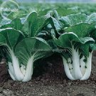 Pak Choi White Stem Chinese 200 heirloom open pollinated Cabbage, Seeds, vege...