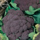 Italian Black Di Sicilia Violetto 100 edible Vegetables, seeds, organic veget...