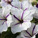 White Purple Petunia 200 Professional annual crazy petals with stripe Seeds, ...