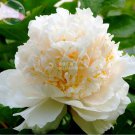 Yao Peony 5 white blooms shrub Huang' Seeds, light goldenish...