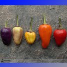 Heirloom Chinese Five Colour Little Hot Professional 50 / Edible Ornamental S...