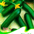 Rare Heirloom Dutch Fruit Cucumber 5 / Eat it Raw Delicious Crisp Organic See...