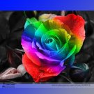 the Rarest 'Rain Rainbow' Colorful Rose Professional 50 / Seedling Seeds, Pac...
