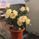 Wavy Petals with Pink Desert Rose 2 professional 3-layer bonsai Gold...