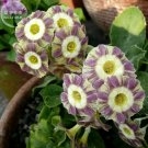 Primula Auricula Handsome Lass, professional 15 pack, Seeds