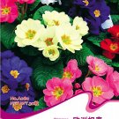 1 30 / Primula Mix Common Primrose Original Pack, Seeds Vulgaris