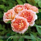 Rare Mill' Rose Shrub with Professional 50 / Bloom Summer to 'Carding Orange ...