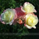 New Kathy Wade Hybrid Rose Shrub Bonsai heirloom 50pcs/pack, fragrant