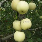yield White Sweet Apple, 10 tasty crisp apple tree High Big Seeds, organic