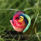 1 Professional approx 50 / Chinese New Rare Small Rainbow Rose Shrub Packs, S...