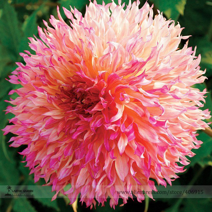 Myrtle's Folly Multi-colored Twisted Dahlia Professional 20 / Vibrantly Color...