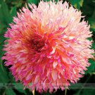 Myrtle's Folly Multi-colored Twisted Dahlia Professional 20 / Vibrantly Color...