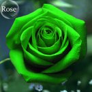 Heirloom Rose Shrub, 50 Elegant Big Blooming Green seeds, light fragrant