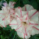 White Adenium with pink stripe Desert Rose 2 4 layers blooms home Br...
