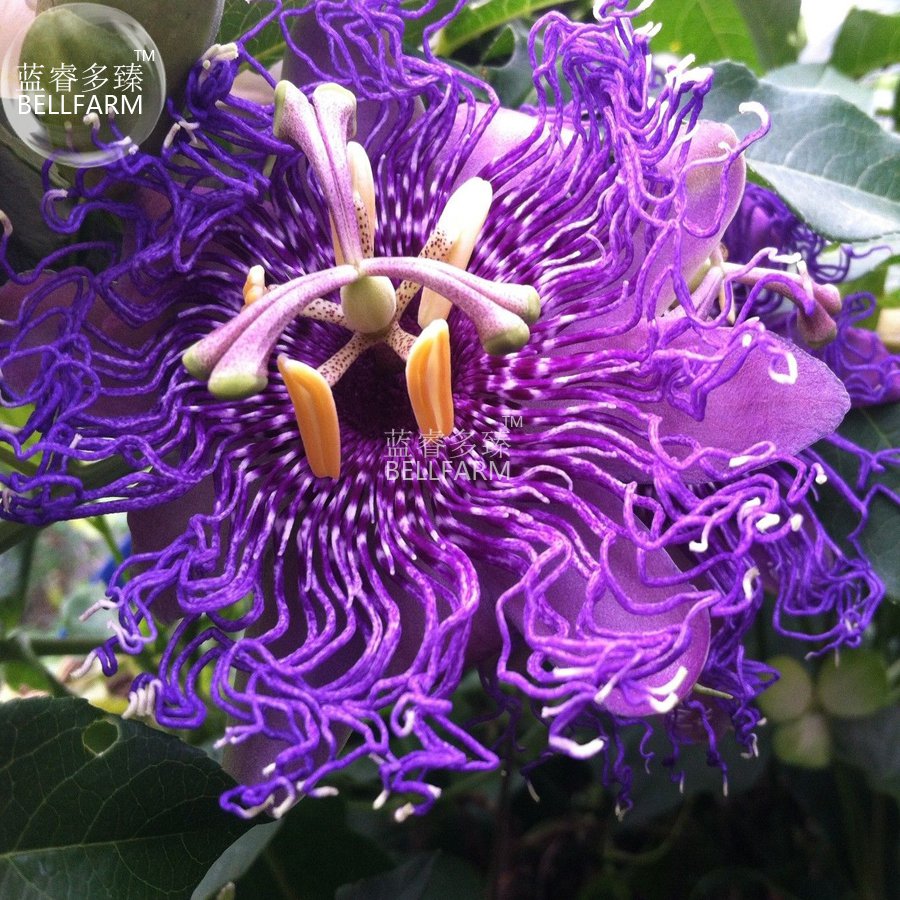 Passiflora Temptation 30 professional beautiful deep violet blossoms...