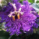 Passiflora Temptation 30 professional beautiful deep violet blossoms...